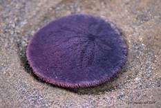 sand dollar
