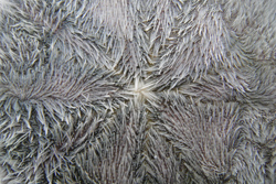 oral side of a sand dollar