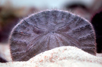 sand dollar partially buried in the sand